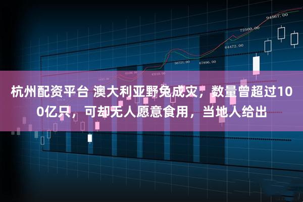 杭州配资平台 澳大利亚野兔成灾，数量曾超过100亿只，可却无人愿意食用，当地人给出
